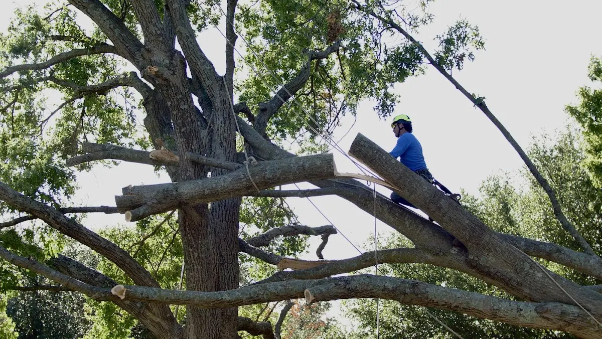 Professional Crown Thinning performed by certified arborists in Wallkill